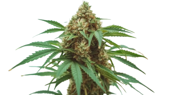 Poncella de la planta de cànnabis