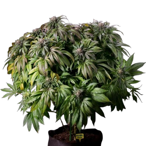 Planta de marihuana