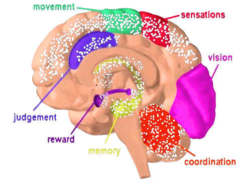 Distribució dels receptors endocannabinoides al cervell