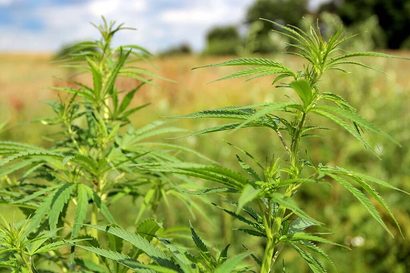 Planta de cànnabis ruderalis