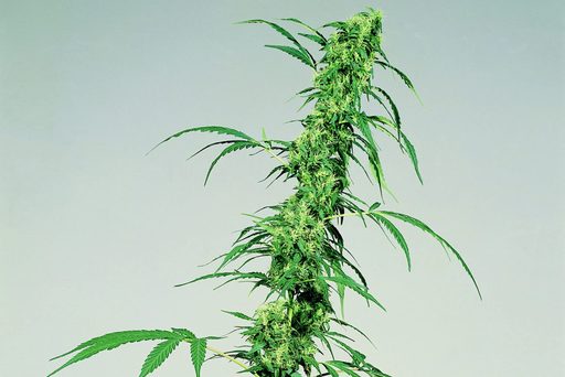 Planta de cànnabis sativa