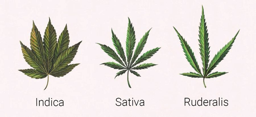 Comparativa de les fulles de les varietats indica, sativa i ruderalis